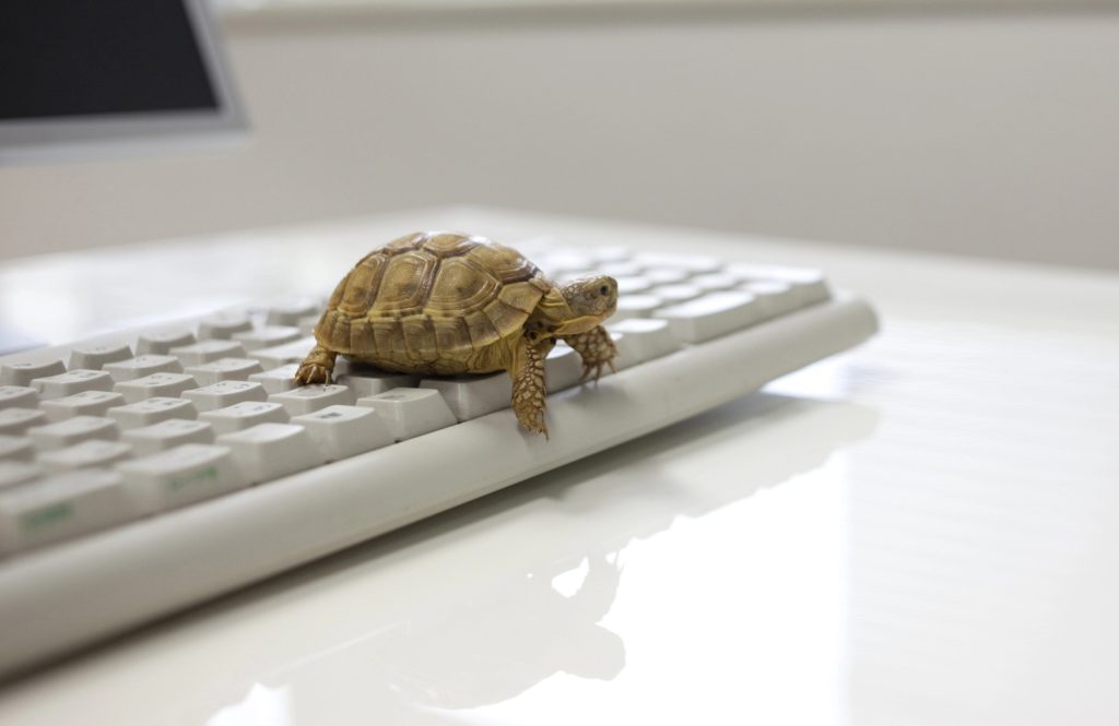 Una tartaruga (lenta) sulla tastiera di un pc | Velocità sito, prenditene cura. Cinque tool Gratuiti per testarla | Copertina articolo di No Digital Brain